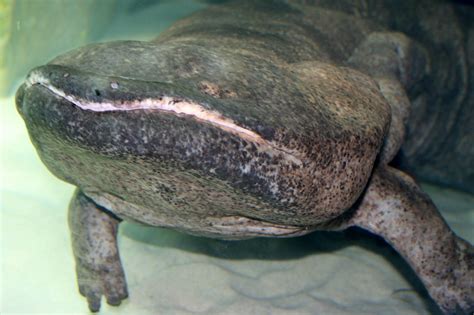 Chinese giant salamander; London Zoo; 30th December 2014 - ZooChat