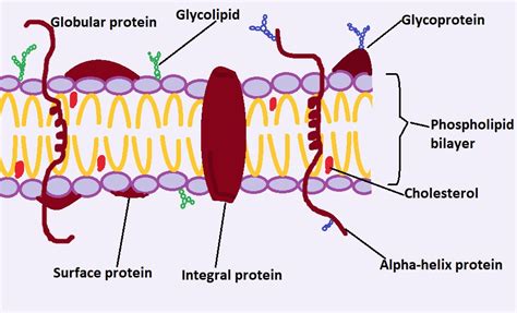 Fungal Cell Membrane