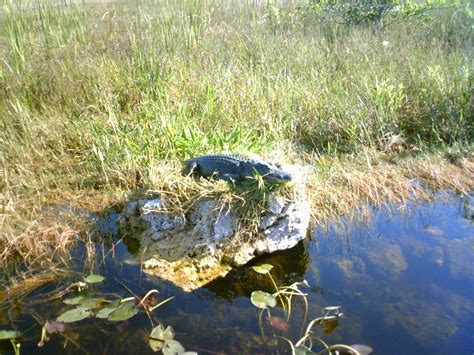 Lake Okeechobee Wildlife Pictures & Sightseeing