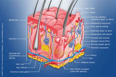 Diagram of human skin structure | Skin structure, Skin anatomy, Basic ...