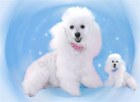 Poodles Wallpapers - Wallpaper Cave