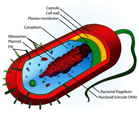 Bacterial Cell Diagram