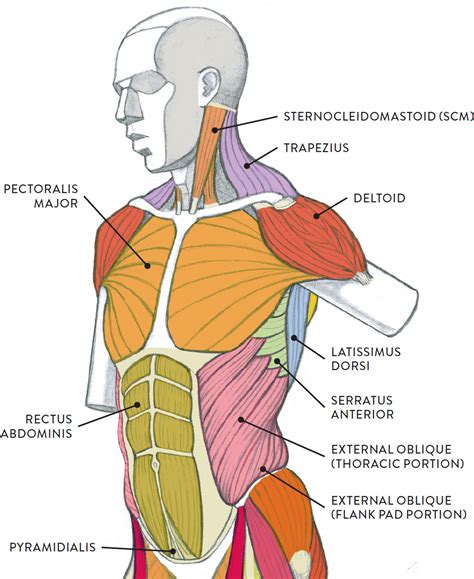 Muscles of the Neck and Torso - Classic Human Anatomy in Motion: The ...