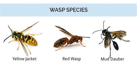 Wasp & Hornet Identification - What Does a Wasp Look Like