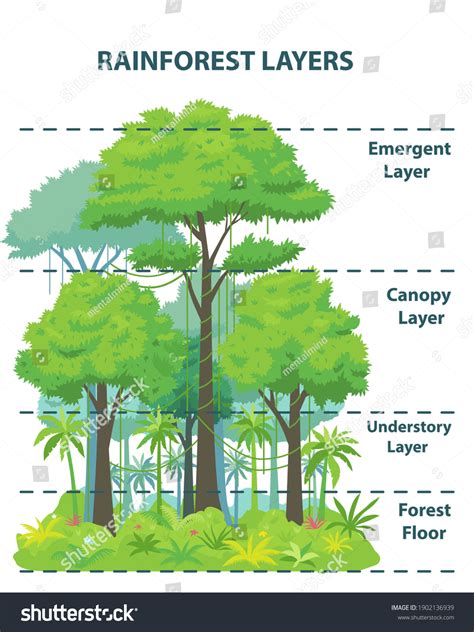 Tropical Rainforest Layers