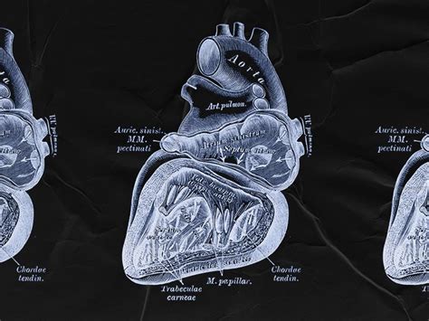 Left sided heart failure: Symptoms, treatment, and outlook