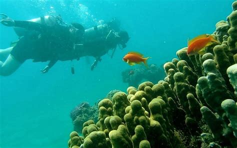 Eilat coral reefs robust despite warming Red Sea -- government report ...