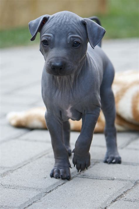 Cute American Hairless Terrier puppy photo and wallpaper. Beautiful ...