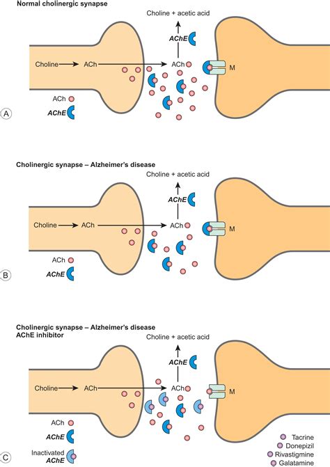 Cholinesterase Inhibitors - Clinical Tree