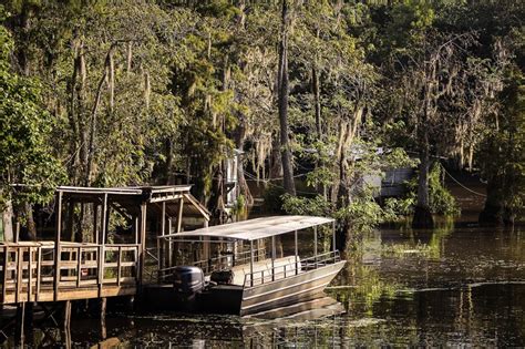 Bayou vs. Swamp - What's the Difference? - Bayou Swamp Tours