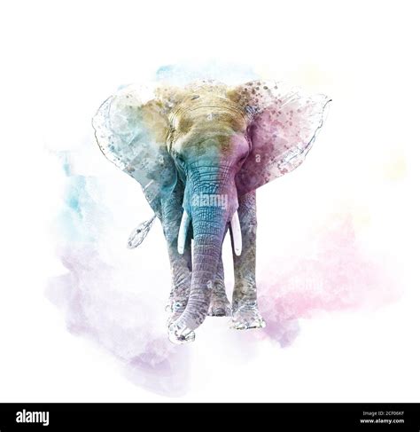 Watercolor Elephant. Digital illustration on white background Stock ...