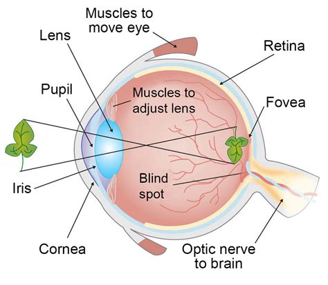 Ocular Anatomy Coloring Pages