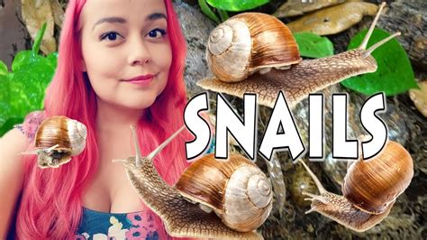 My New Pet Snails & Daily Care Routine – KeyPetCare.com