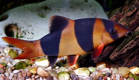 13 Best African Cichlid Tank Mates With Pictures | Aqua Movement