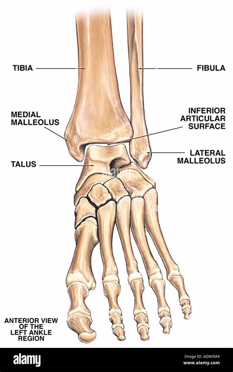 Lateral malleolus immagini e fotografie stock ad alta risoluzione - Alamy