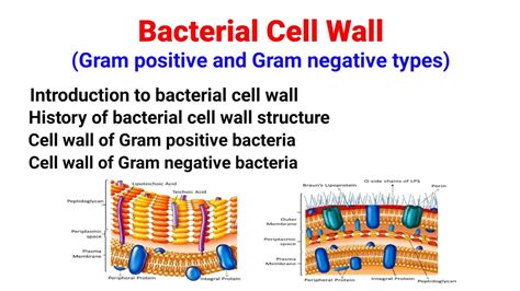 Peptidoglycan Structure In Gram Positive Bacteria