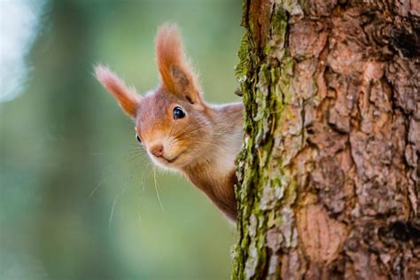 38+ Types of Squirrels - Field Guide (Names, Photos and More) - Outforia