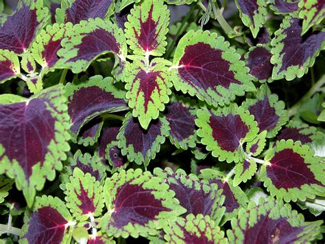 Plant some of these beauties for great garden color, even in shade ...