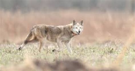 Habitat of a Red Wolf where do red wolves live