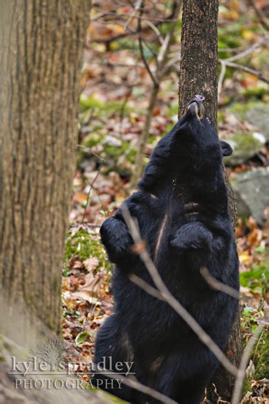 Kyle Spradley Photography Blog: Wildlife | Great Smoky Mountains ...