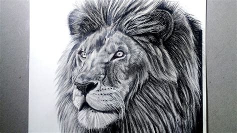 Realistic Lion Drawing Step By Step