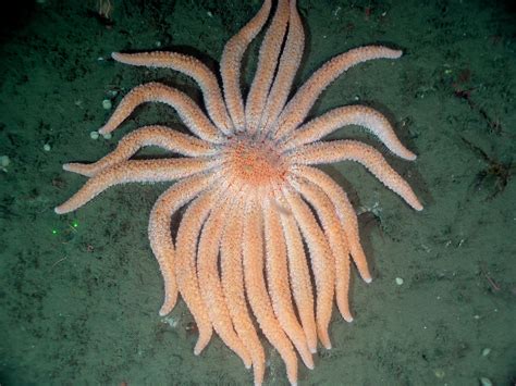 Science Explainer | Deep-Sea Sea Stars on the Hunt - Bay Nature