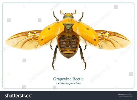 78,072 Beetle With Wings Images, Stock Photos & Vectors | Shutterstock