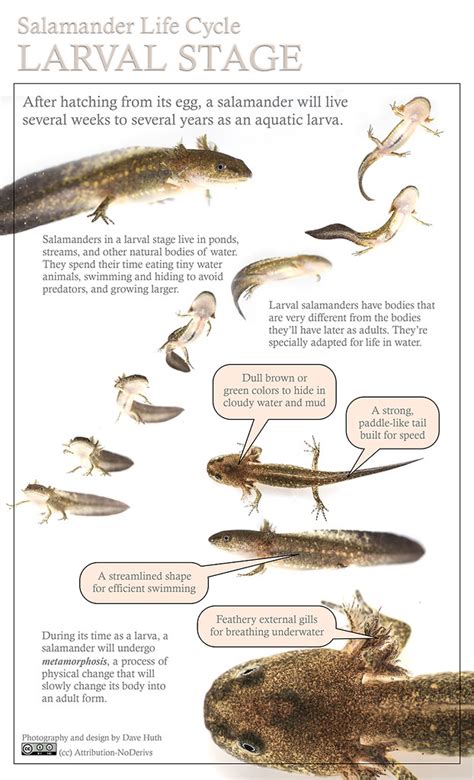 Salamander Larva Fact Sheet | Here is a simple fact sheet I … | Flickr