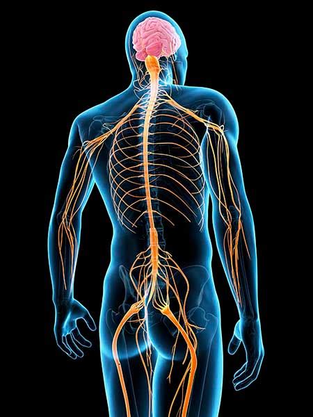 Brain And Spinal Cord Anatomy