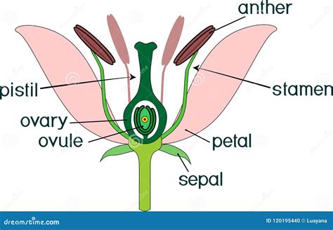 Parts of Flower with Titles. Cross Section of Typical Angiosperm Flower ...