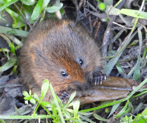 About a Brook: A New Behaviour? Water Vole Eating an Insect