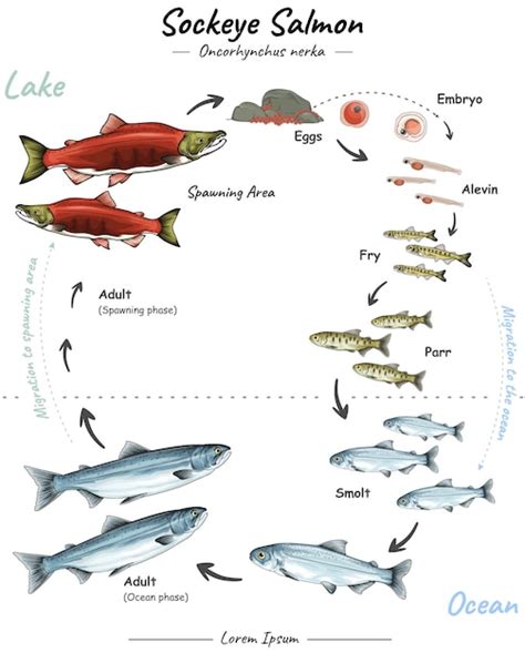 Premium Vector | Sockeye salmon life cycle