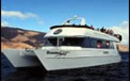 Maui Whale Watching Lahaina | Discount Whale Watch Cruise Maui | Maui ...