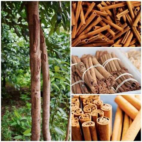 Cinnamon Stick Plant