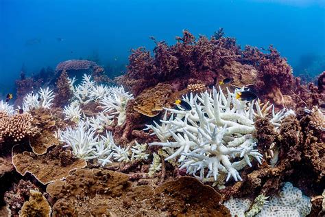 The Great Barrier Reef has suffered its most widespread bleaching yet ...