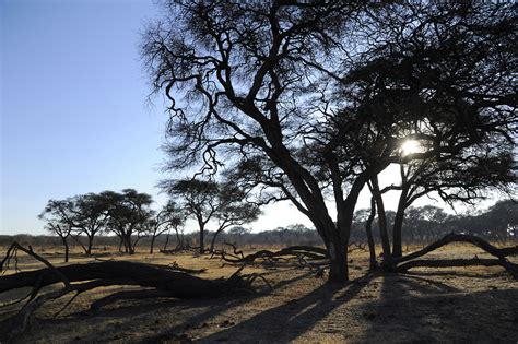 Hwange National Park (1) | Hwange NP | Pictures | Zimbabwe in Global ...