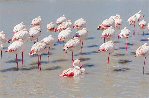 Flamingo | San Diego Zoo Animals & Plants