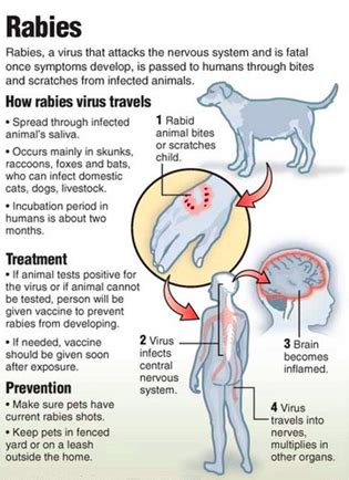 What Is The First Sign Of Rabies In Dogs