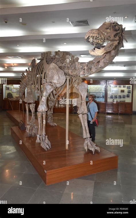 Fossilized Barapasaurus tagorei skeleton, Geology Museum, ISI, Kolkata ...