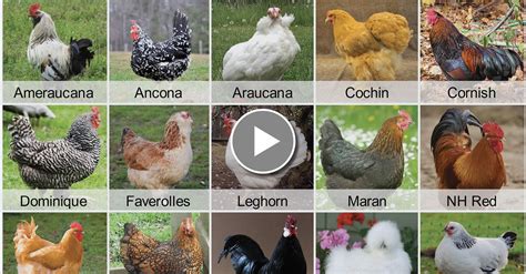 Choosing The Right Laying Hens For You