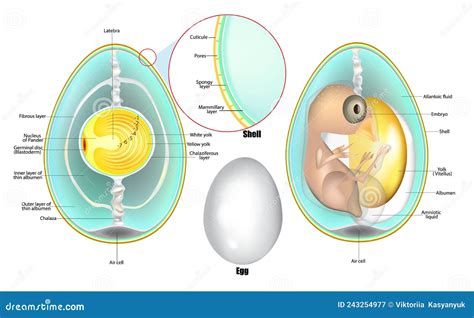 Structure Of Egg. Anatomy Of A Bird Embryo. Chicken Egg Development ...