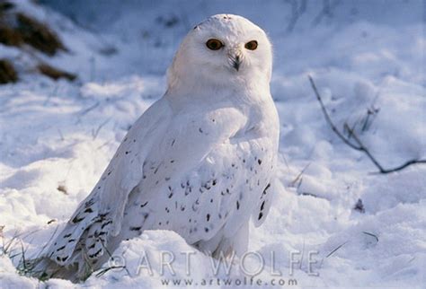 Snowy owl photographed in Alaska. They nest in the Arctic tundra of the ...