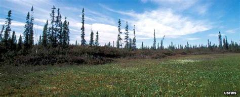 Koyukuk National Wildlife Refuge | National Wildlife Refuges