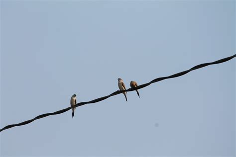 Bharatpur Bird Sanctuary | Amol Sharma Photography