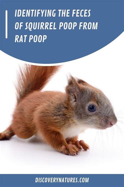 Identifying Squirrel Poop vs Rat Poop