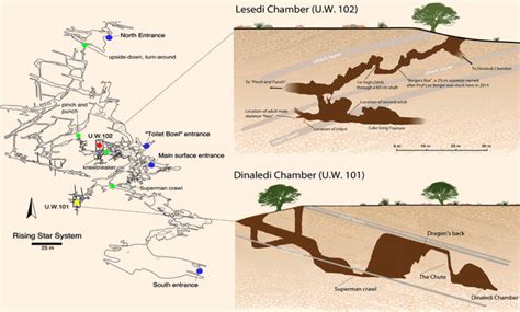 South African Cave System Yields Yet More Fossils of Homo naledi ...