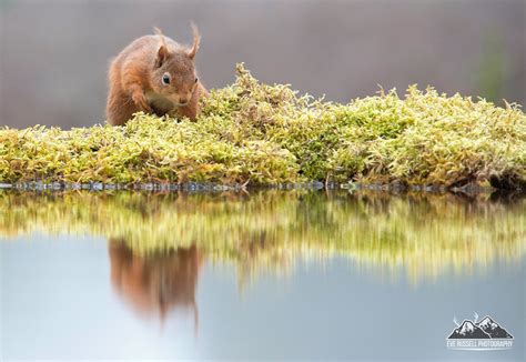 WILDWATCHER: Red Squirrels - Red Squirrel photography workshops & hide ...