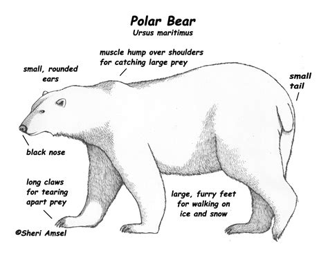 Polar bear, Polar bears activities, Polar bear adaptations