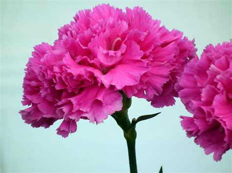 Pink Carnation Wallpapers - Wallpaper Cave