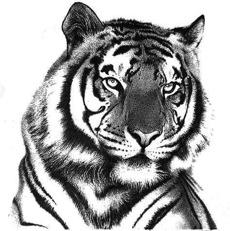 Tiger Head Drawing at PaintingValley.com | Explore collection of Tiger ...